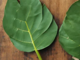 Dlaczego liście eukaliptusa są zwracane